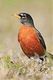 American Robin